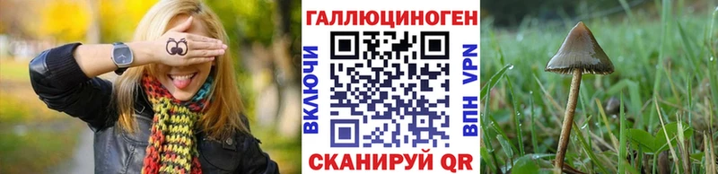 Галлюциногенные грибы Psilocybe Новокубанск